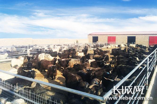 长城网：村民入股种植养殖业 emc易倍体育驻村组建“幸福”存折